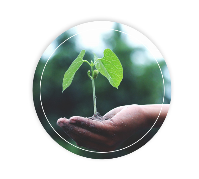 image of a plant in a hand to represent sustainable, fair-trade sourcing